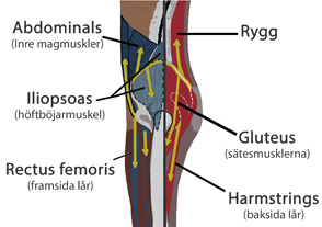 höftmuskler anatomi